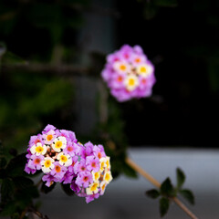 路上に咲く花
