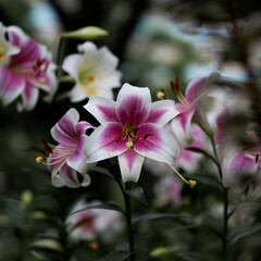 Obraz premium 路上に咲く花 