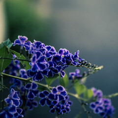 路上に咲く花
