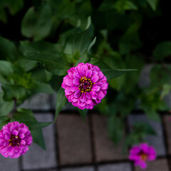 路上に咲く花
