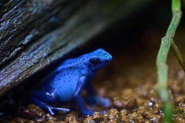 鮮やかな色合いのアイゾメヤドクガエル