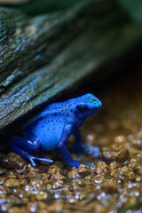 鮮やかな色合いのアイゾメヤドクガエル