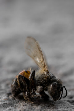 macro detail of dead bee on neutral background, bee concept