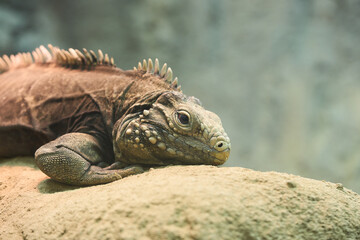 ケイマンイワイグアナ