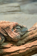 ケイマンイワイグアナ