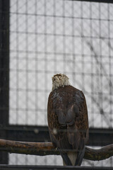 アメリカの国鳥「ハクトウワシ」