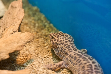 目が綺麗で模様が美しいヒョウモントカゲモドキ
