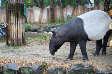 動物園の雨に濡れたマレーバク