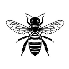 bee illustration