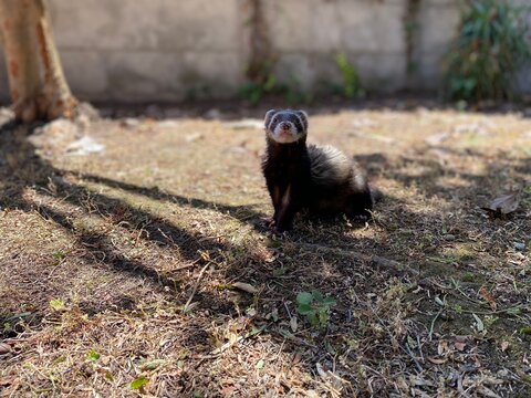 Ferret in the forest