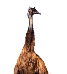 Mighty Australian emu isolated on transparent background; large non-flying bird with long neck;...