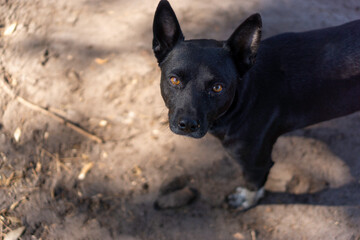 portrait of a black dog