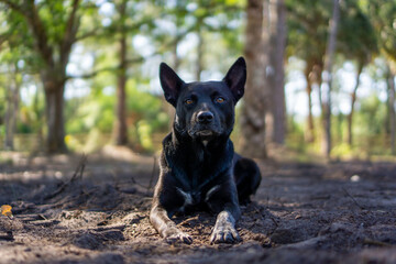 black dog on the grass with bokeh