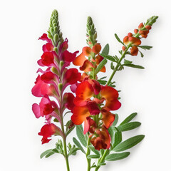 Burning Bright: Red Snapdragons in Full Bloom