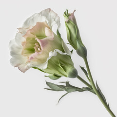 Whispers of Elegance: The Beauty of Lisianthus