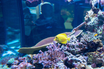 キイロハギ　熱帯魚