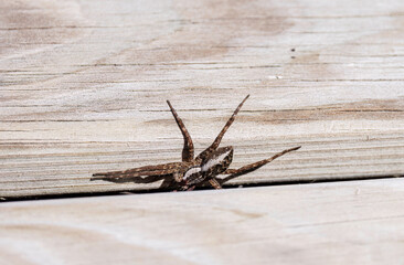 striped fishing spider; Dolomedes scriptus, on dock, going into hiding