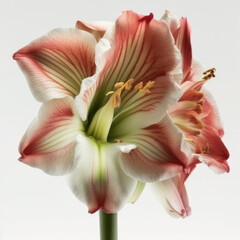 Fototapeta na wymiar Royal Beauty: The Majestic Amaryllis Flower