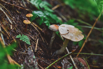mushroom in the forest