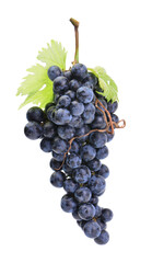 Grapes isolated on white
