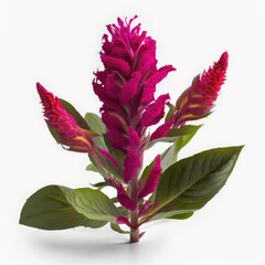Velvety Plumes: The Unique Beauty of Celosia Flower