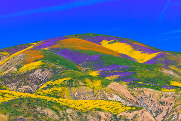 California wildflower super bloom in Carrizo Plain National Monument - one of the best place to see...