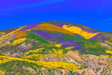 Rolgordijnen California wildflower super bloom in Carrizo Plain National Monument - one of the best place to see wildflowers  © Juancat