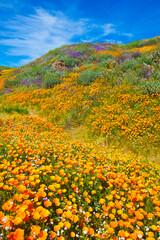 Fototapeta premium California wildflower super bloom at Diamond Valley Lake in Riverside County, one of the best place to see poppies, lupines and other colorful wildflowers
