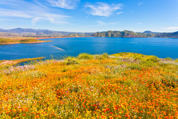 California wildflower super bloom at Diamond Valley Lake in Riverside County, one of the best place...