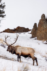 Fototapeta premium elk in the mountains