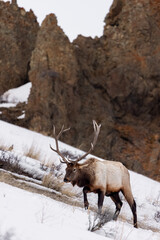 Naklejka premium elk in the mountains