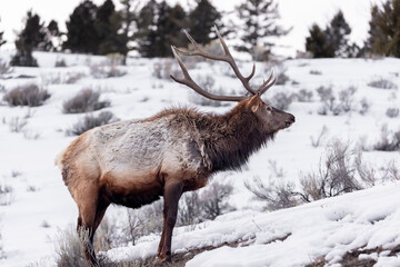 Obraz premium elk in winter