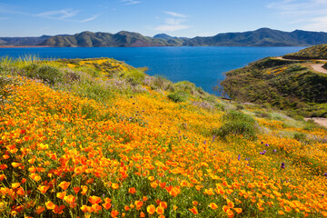 California wildflower super bloom at Diamond Valley Lake in Riverside County, one of the best place to see poppies, lupines and other colorful wildflowers