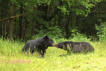 Black Bear Courtship