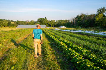Fototapeta premium Farmer inspects rows of green vegetable plants in organic farm garden with greenhouse nature background