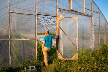 Active senior farmer stands in greenhouse door inspecting interior rows of vegetables of an idyllic organic farm garden with floating row covers.
