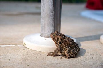 Adult American Toad with dark camouflage on pale gray swimming pool cement background, closeup, no people, with copy space.