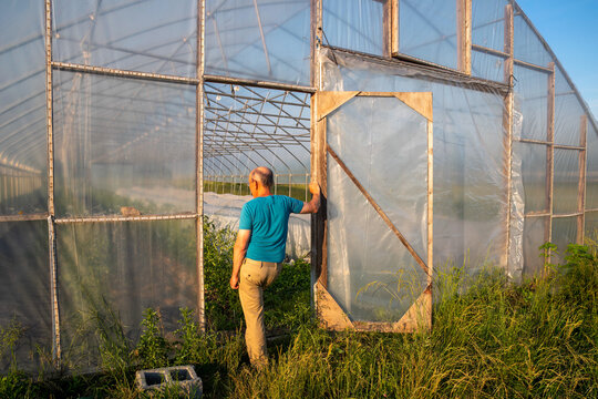 Active senior farmer stands in greenhouse door inspecting interior rows of vegetables of an idyllic organic farm garden with floating row covers.