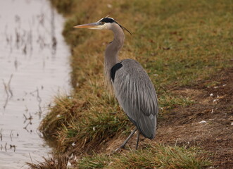 great blue heron resting 