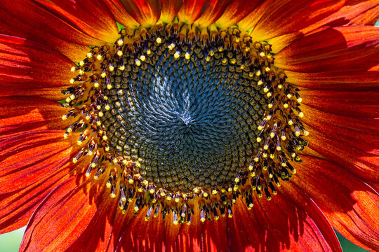 Closeup Of a Red Sunflower