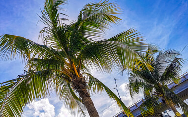 Fototapeta na wymiar Tropical natural palm tree palm dates blue sky Mexico.