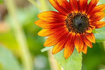 Closeup of an Orange and Red Sunflower