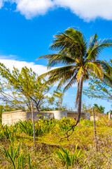 Fototapeta na wymiar Palm beach and ruins in Playa del Carmen Mexico.
