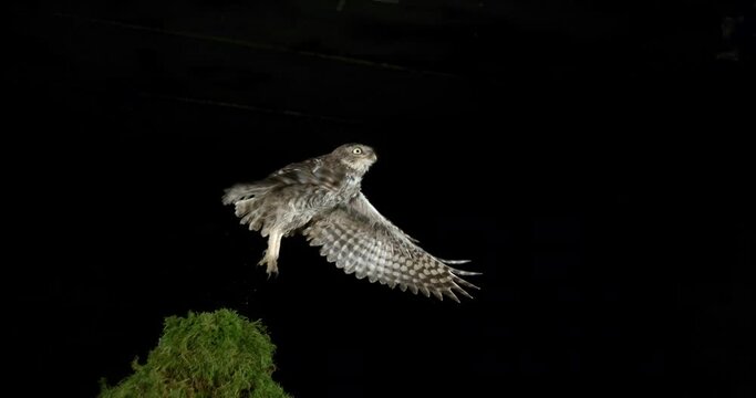 Little Owl, athene noctua, Adult in Flight, Normandy in France, Slow Motion 4K