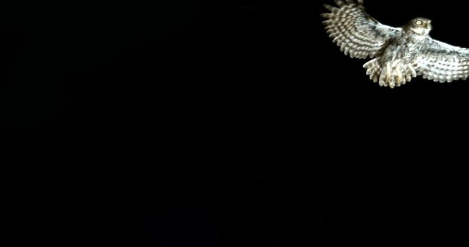 Little Owl, athene noctua, Adult in Flight, Normandy in France, Slow Motion 4K