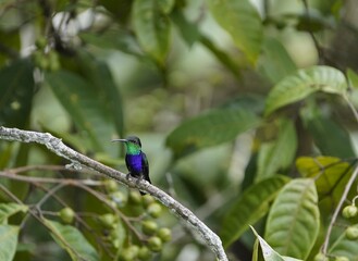 Fork-tailed Woodnymph (Thalurania furcata) Troquilidae family. Amazonas rainforest, Brazil.
