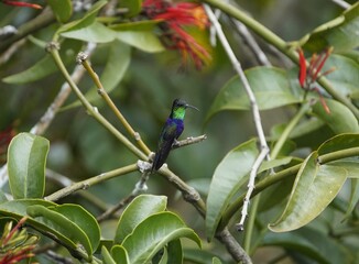 Fototapeta premium Fork-tailed Woodnymph (Thalurania furcata) Troquilidae family. Amazonas rainforest, Brazil.