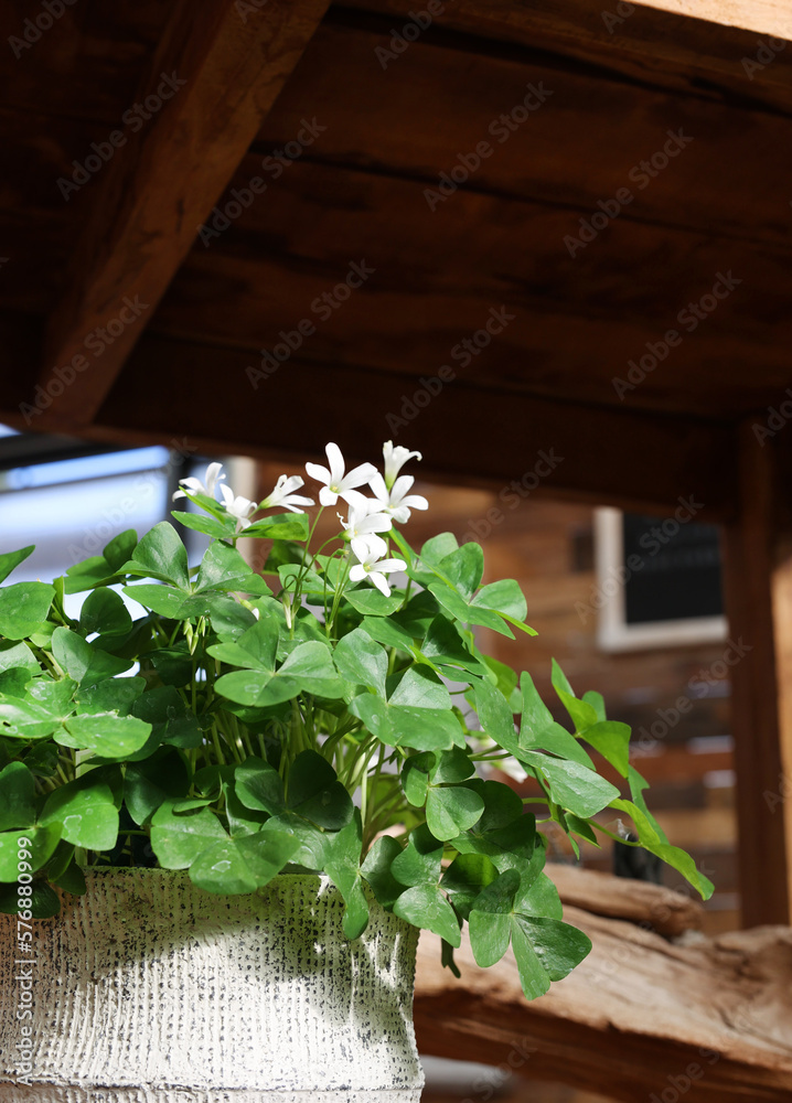 Wall mural clover plants