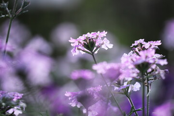 春に咲く紫のバーベナの花