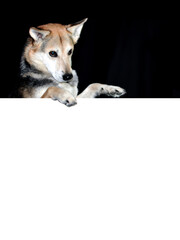 Husky mit Platz für Text